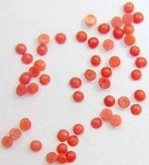 1.75mm Natural Red Coral Round Cabochon-Each